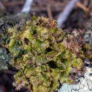 Image of <i>Tuckermanopsis platyphylla</i>