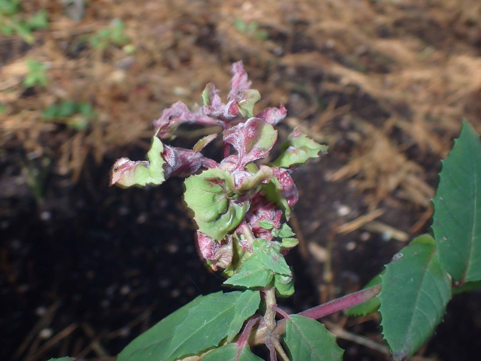 Image of Aculops fuchsiae