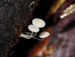 Image of Hemimycena lactea (Pers.) Singer 1938