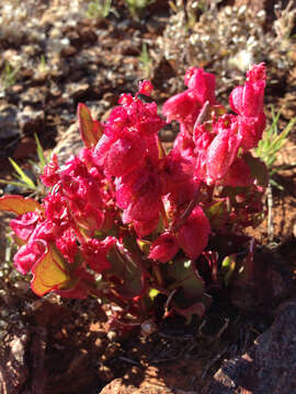 Rumex vesicarius L. resmi