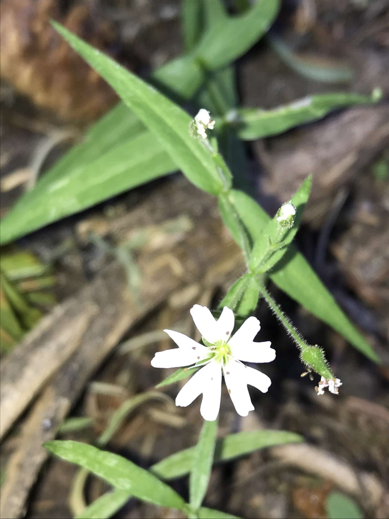 Image of tuber starwort