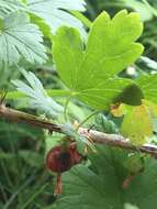 Image of Canadian gooseberry