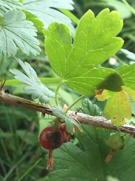 Image de Ribes oxyacanthoides subsp. oxyacanthoides