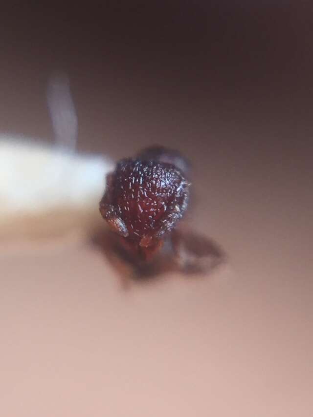 Image of Ant