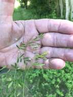 Vicia tetrasperma var. tetrasperma的圖片