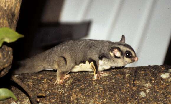 Image of Sugar Glider