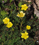 Imagem de Ranunculus millefolius Banks & Solander