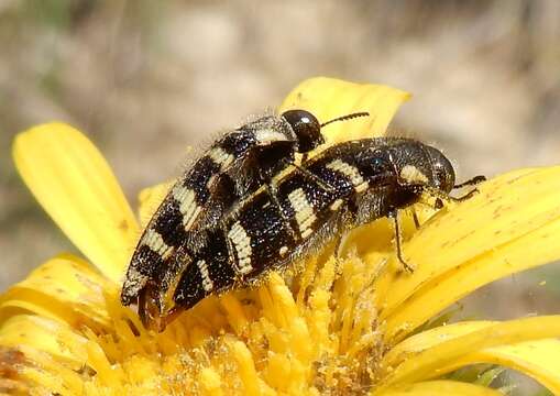 Image de Acmaeodera macra Horn 1878