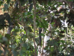 Image of Black Titi