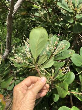 Image of Australian almond