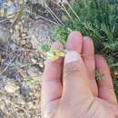 Image of Oxytropis coerulea (Pall.) DC.