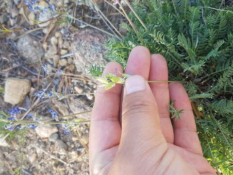 Image de Oxytropis coerulea (Pall.) DC.