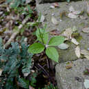 Image of Chloranthus fortunei (A. Gray) Solms