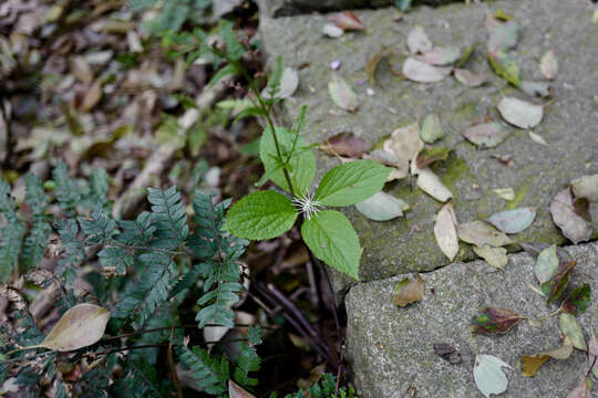 Image of Chloranthus fortunei (A. Gray) Solms