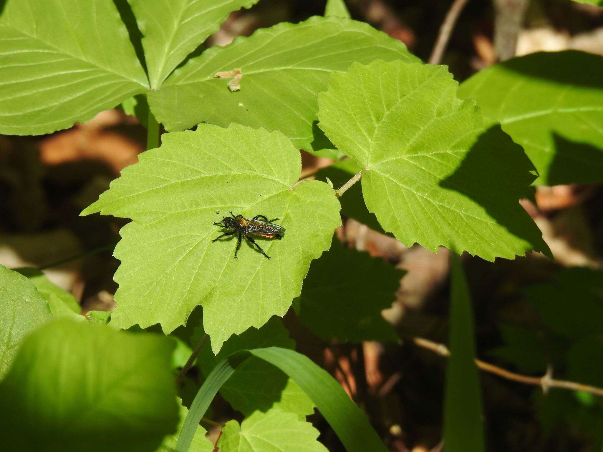 Image of Laphria sericea Say 1823