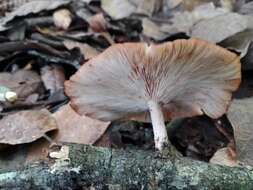 Plancia ëd Lentinula boryana (Berk. & Mont.) Pegler 1976