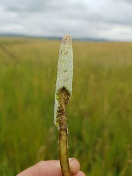 Image de Kniphofia typhoides Codd