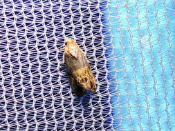 Image of Grape Berry Moth