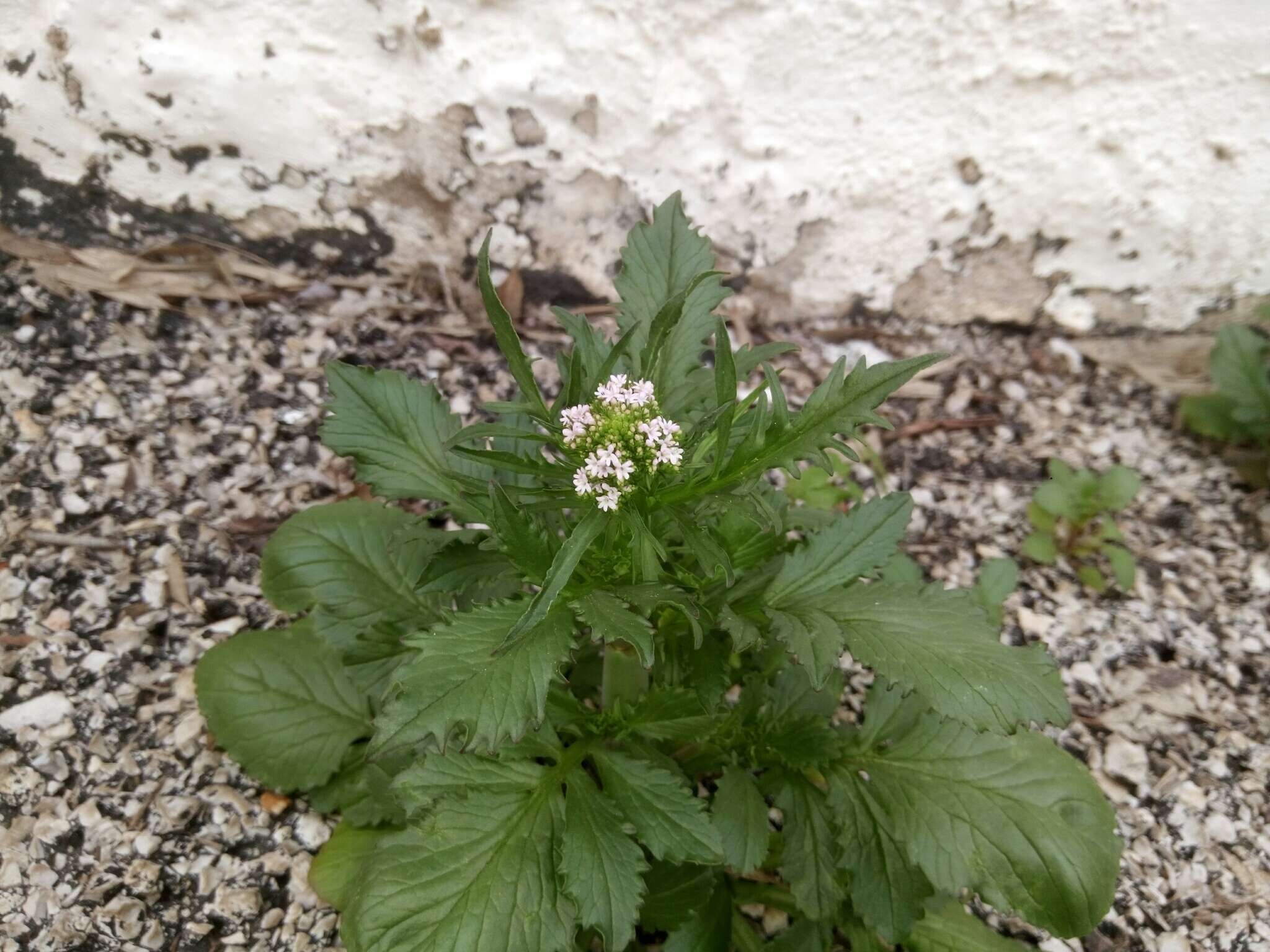 Image of Centranthus calcitrapae (L.) Dufr.