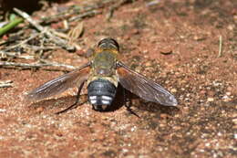 Слика од Ligyra satyrus (Fabricius 1775)