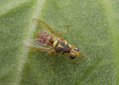 Image of Dacus persicus Hendel 1927