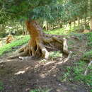 Image of Picea schrenkiana subsp. tianschanica (Rupr.) Bykov