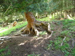 Imagem de Picea schrenkiana subsp. tianschanica (Rupr.) Bykov