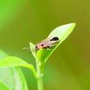 Image of Melanotelus bipunctata (Dallas & W. S. 1852)