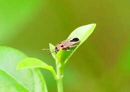 Image of Melanotelus bipunctata (Dallas & W. S. 1852)