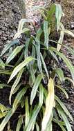 Image of Weeping Fern