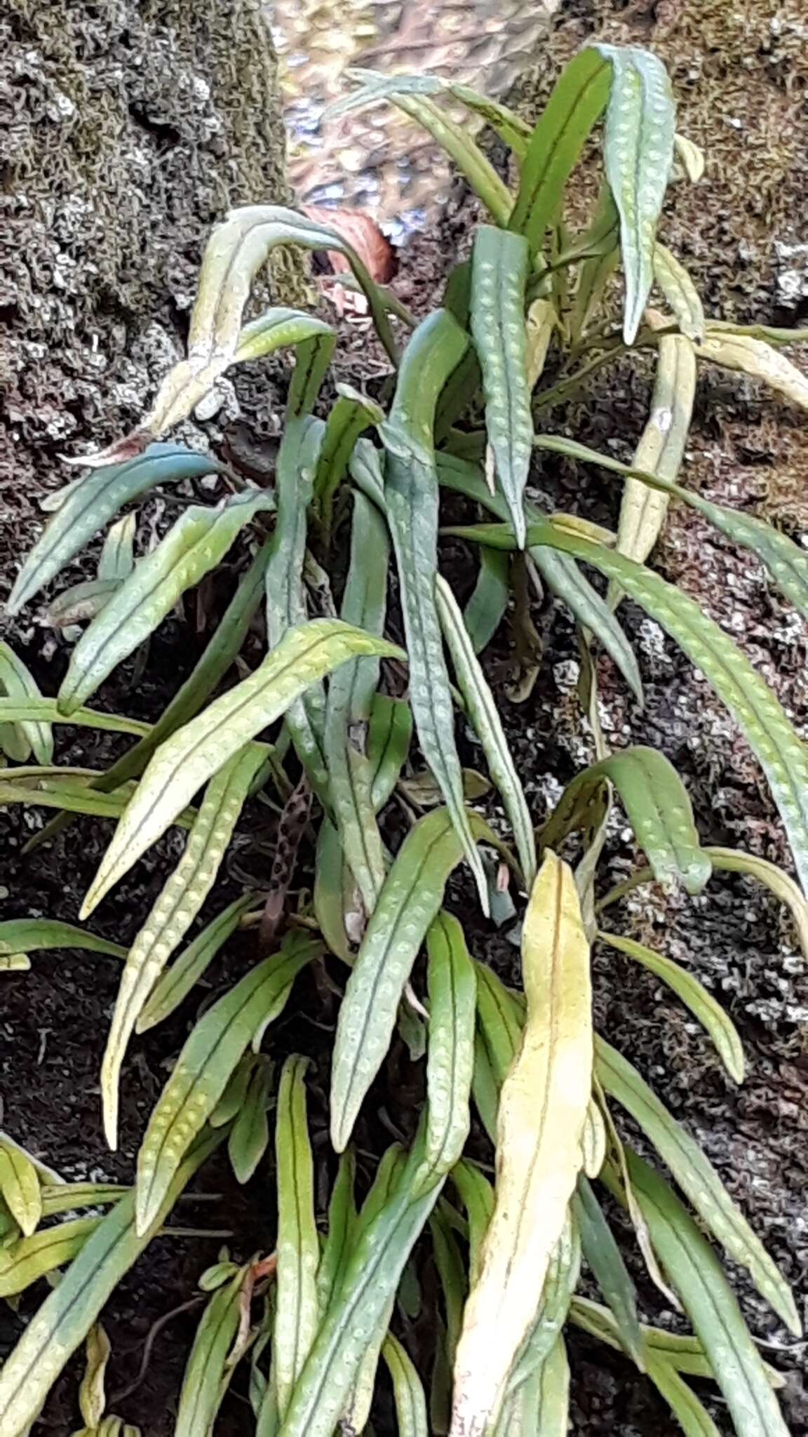 Image of Weeping Fern