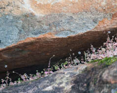 Image of Crassula dentata Thunb.