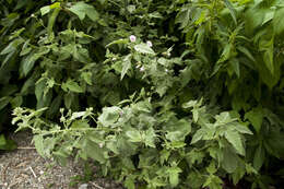 Image of Althaea × taurinensis