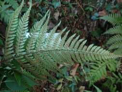 Image de Dryopteris setosa (Thunb. ex Murr.) Akasawa