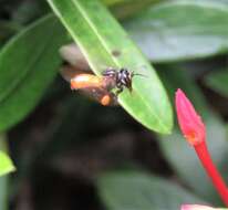 Image of Fox-colored Stingless Bee