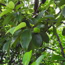 Image de Artocarpus hypargyreus Hance ex Benth.
