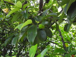 Image de Artocarpus hypargyreus Hance ex Benth.