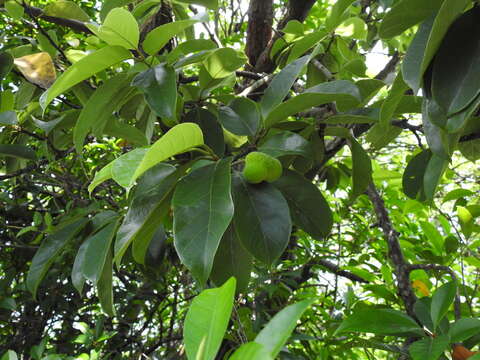 Imagem de Artocarpus hypargyreus Hance ex Benth.