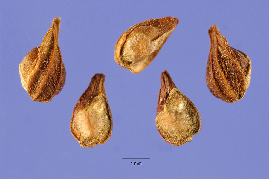 Heliotropium indicum (rights holder: "<a href=""http://nt.ars-grin.gov/"">ARS Systematic Botany and Mycology Laboratory</a>. Mexico, Durango.")