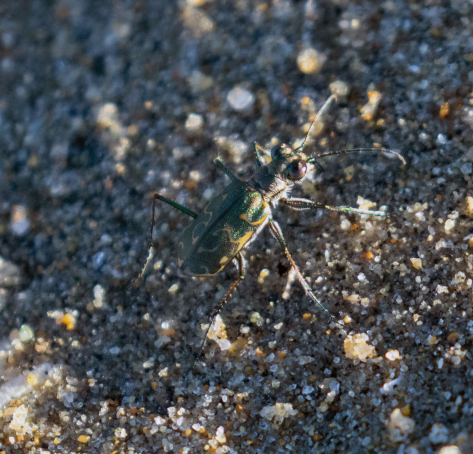 Image of Cicindela (Cicindelidia) trifasciata sigmoidea Le Conte 1851