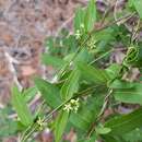 Image of MacCart's swallow-wort