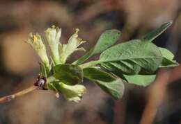 Imagem de Lonicera caerulea var. cauriana (Fern.) Boivin