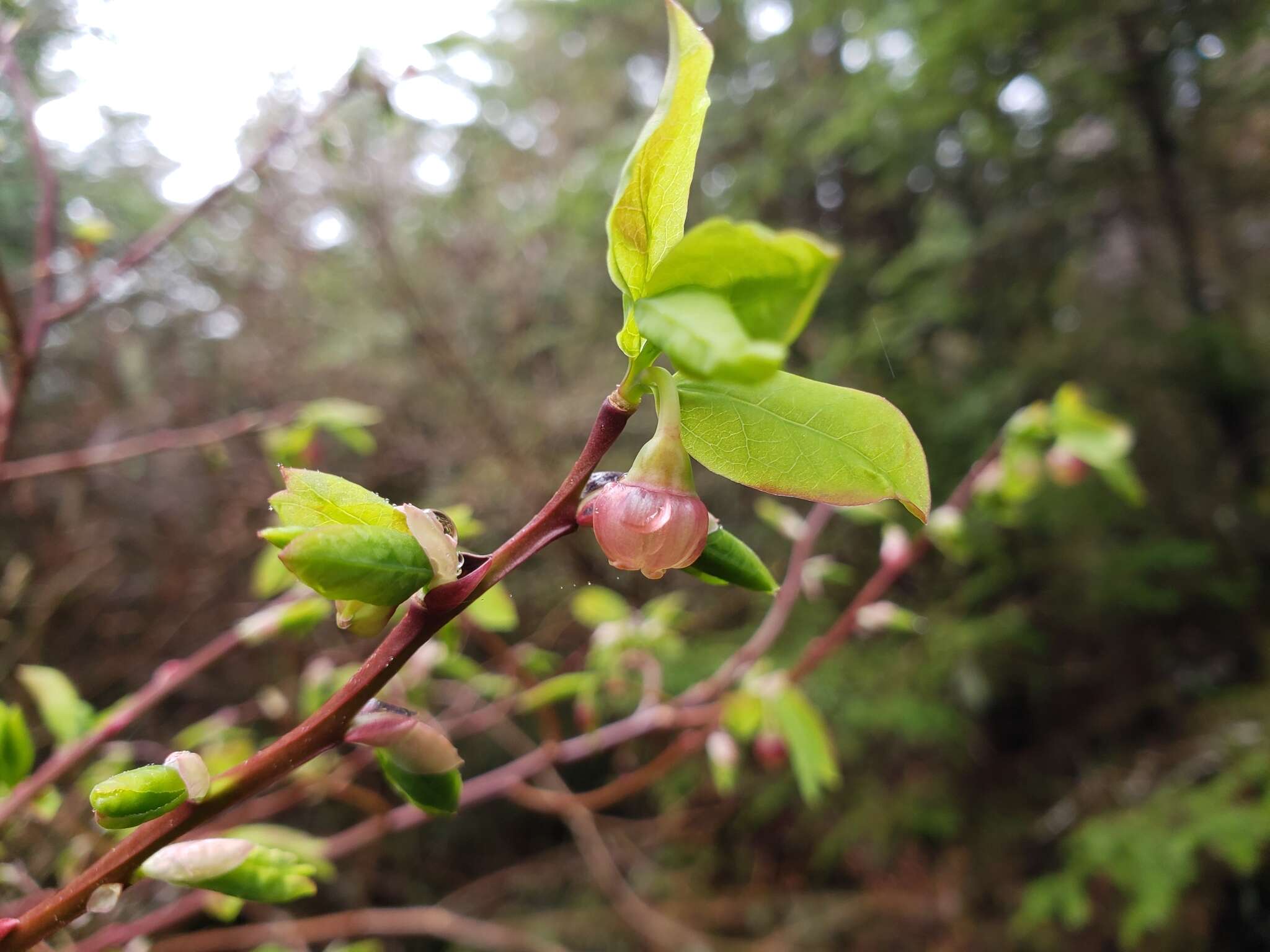 Image de Vaccinium alaskaense Howell