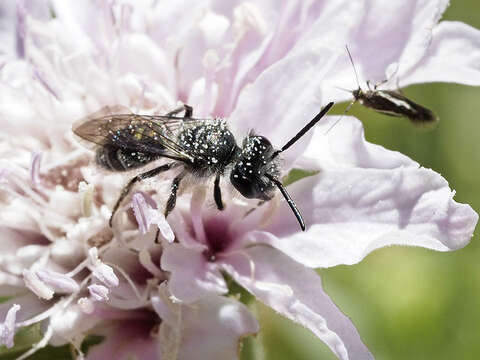 Image of Andrena chalcogastra Brullé 1840