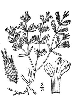 Image of Drummond's false pennyroyal