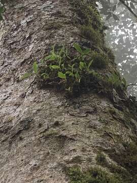 Image of Conchidium japonicum (Maxim.) S. C. Chen & J. J. Wood