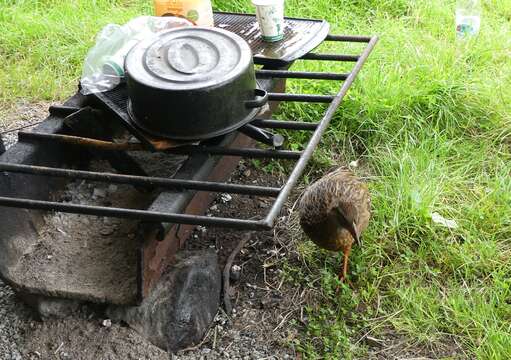 Image of Buff Weka