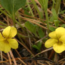 Sivun Viola praemorsa var. linguifolia (Nutt.) M. Peck kuva