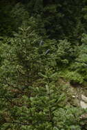 Image of Pindrow Fir