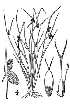 Image of smallflower halfchaff sedge